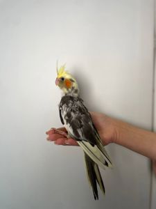 Корелла ручні папуги окільцьовані, з ДНК тестом різних кольорів, викормиші