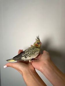 Корелла ручні папуги окільцьовані, з ДНК тестом різних кольорів, викормиші