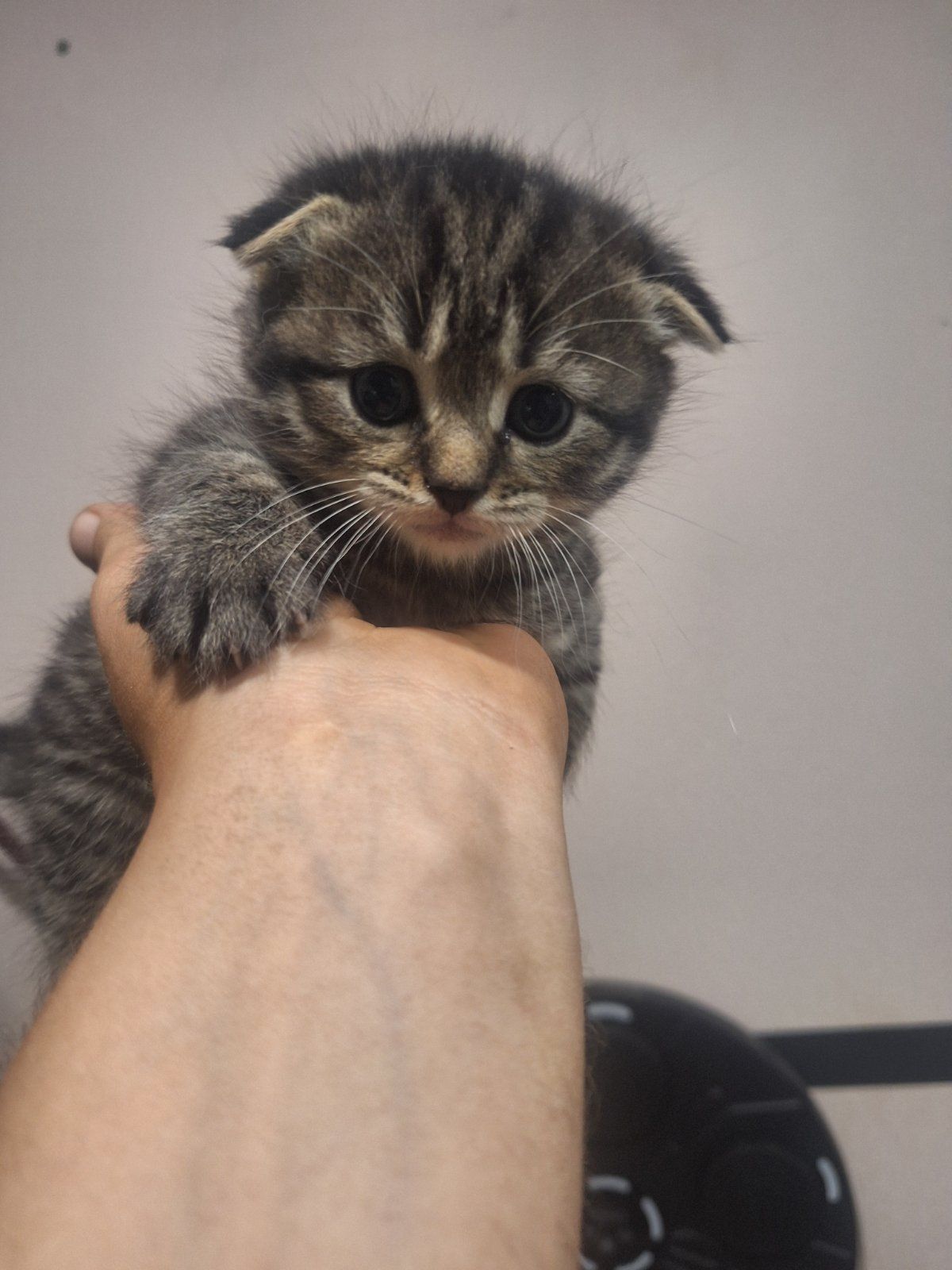 Котята 2 месяца