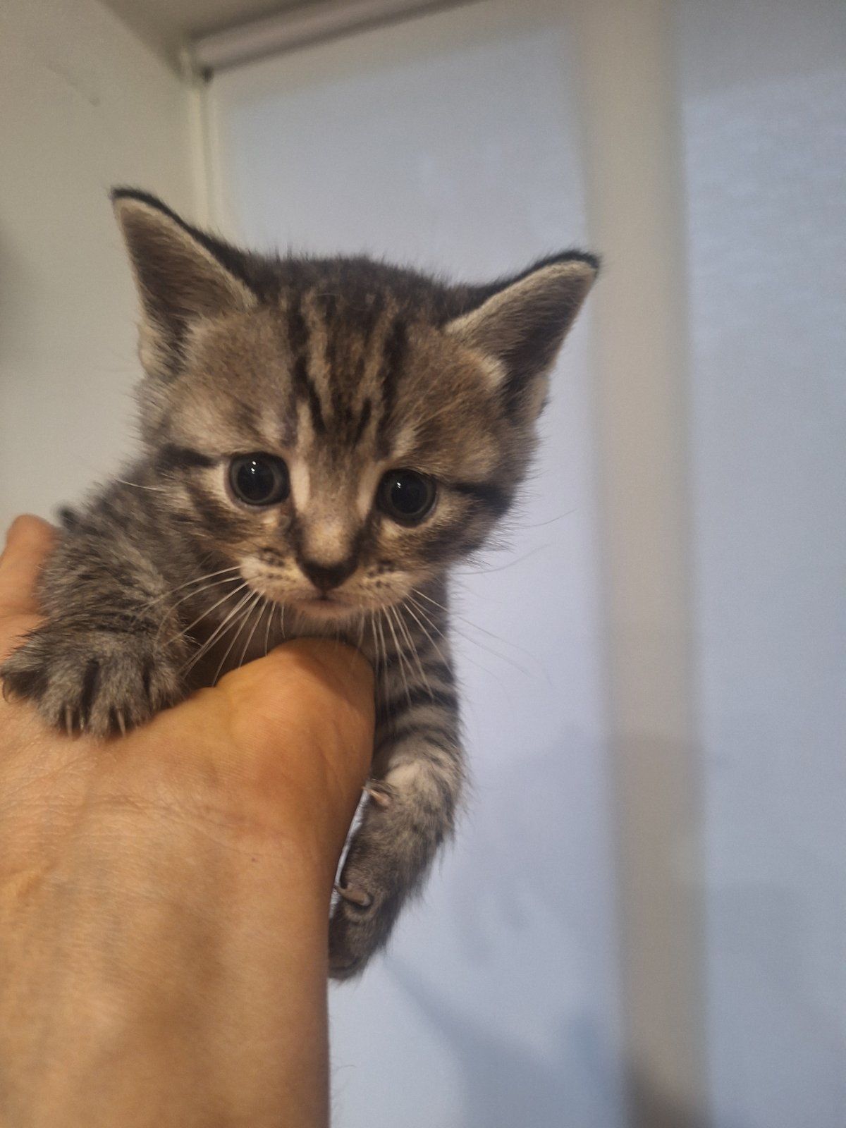 Котята 2 месяца