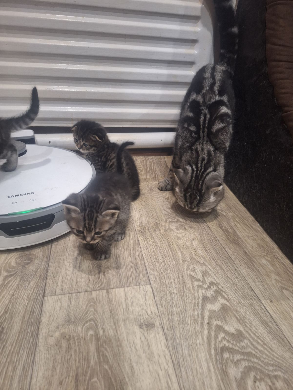 Котята 2 месяца