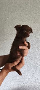 Чіхуахуа