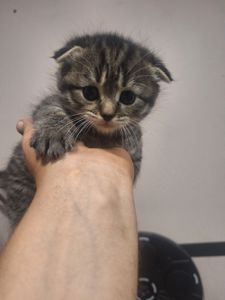 Котята 2 месяца
