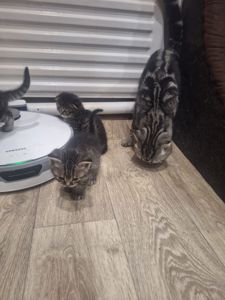 Котята 2 месяца