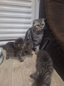 Котята 2 месяца