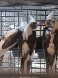 Домашние птенцы Корелл