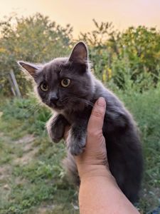 Кішечка в хороші руки, 3,5 місяці