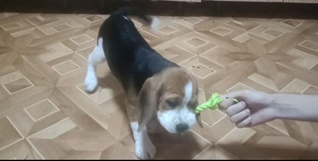 Бігль дівчинка