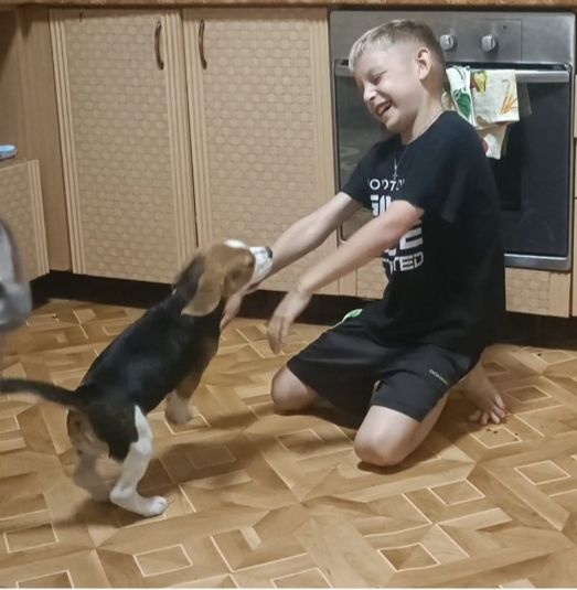 Бігль дівчинка