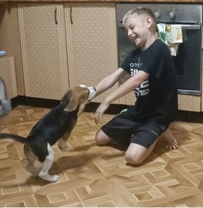 Бігль дівчинка