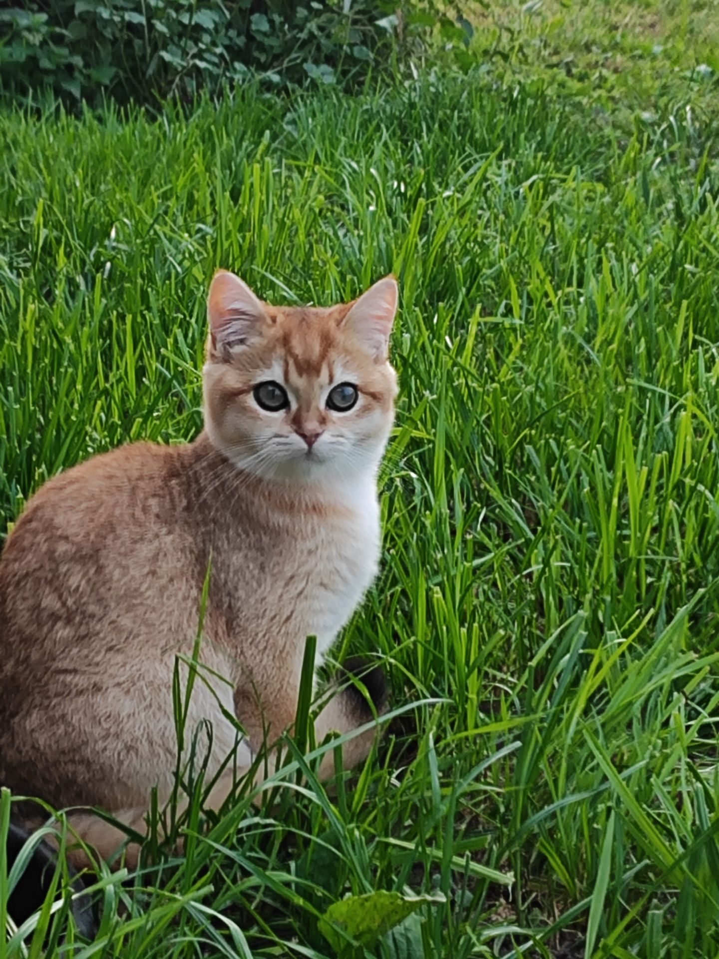 Кошенята