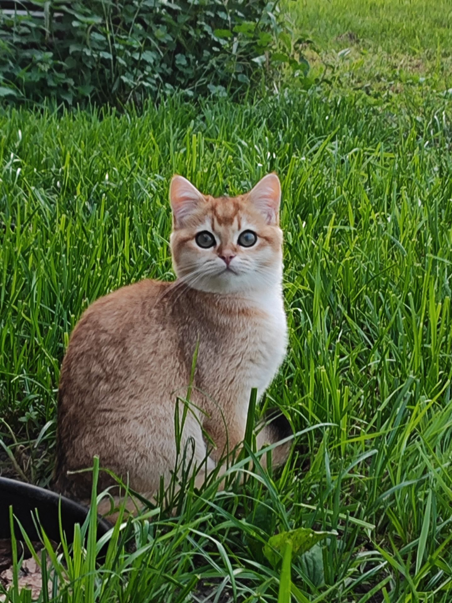 Кошенята