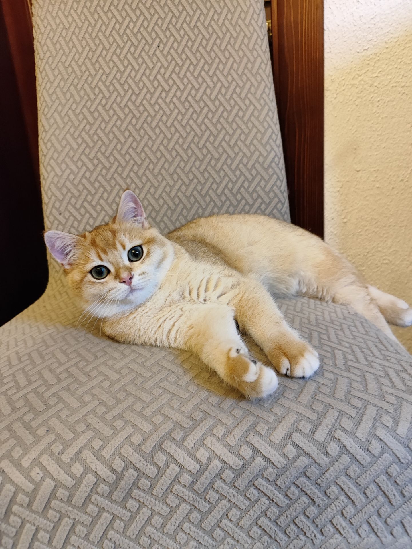 Кошенята