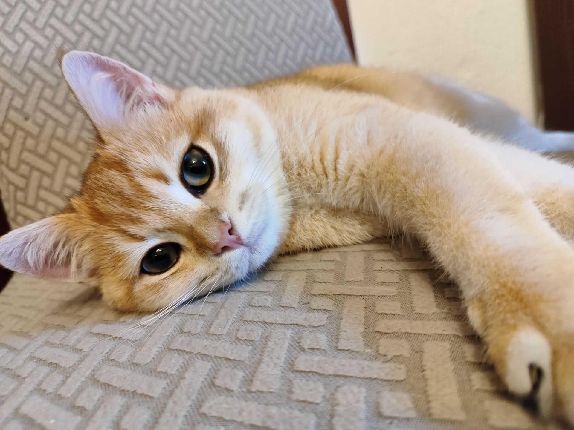 Кошенята