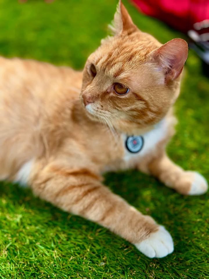 Рудик