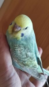 Радужные волнистые попугайчики