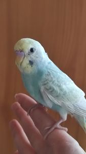 Радужные волнистые попугайчики