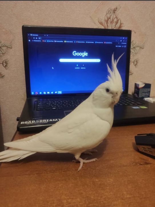 птенцы Корелл