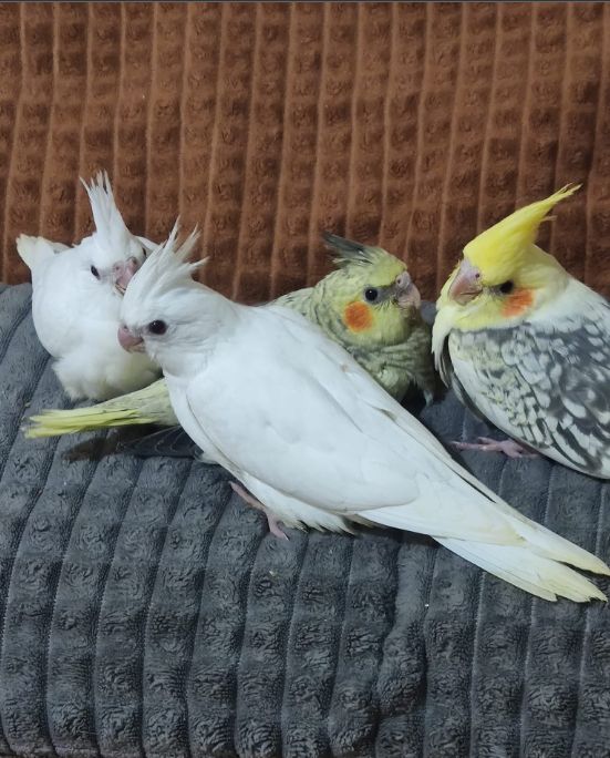 птенцы Корелл