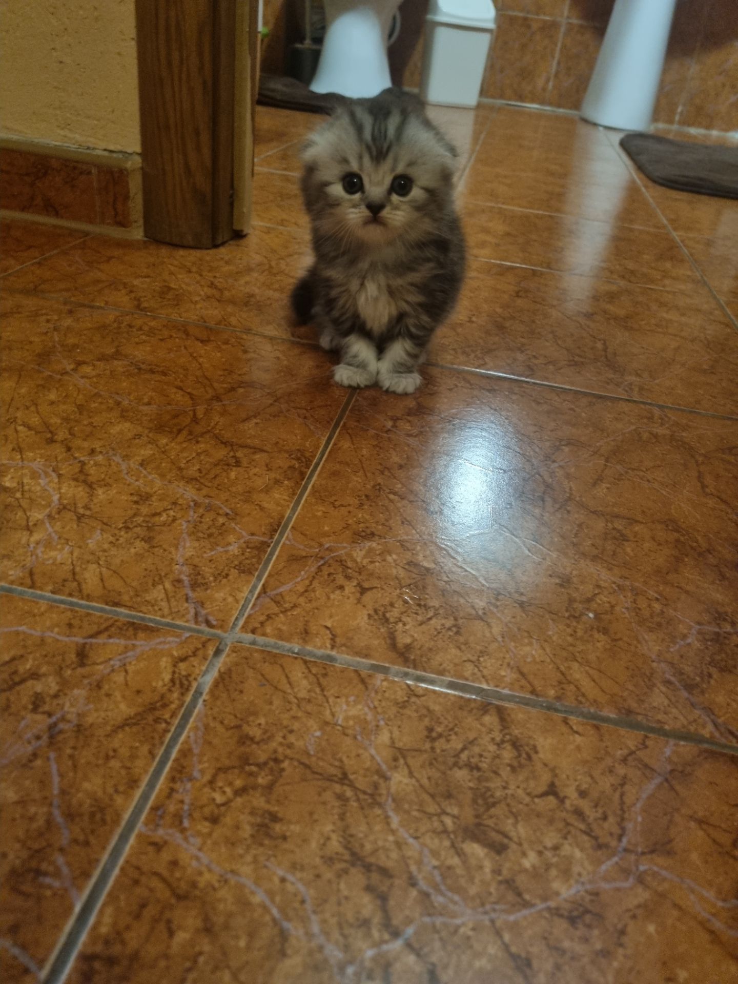 Кошенята шотландскі