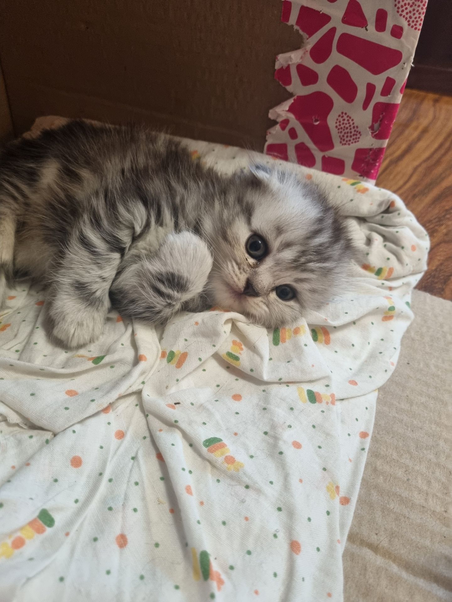Кошенята шотландскі