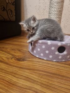 Кошенята шотландскі