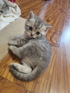 Кошенята шотландскі