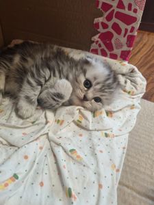 Кошенята шотландскі