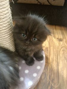 Кошенята шотландскі