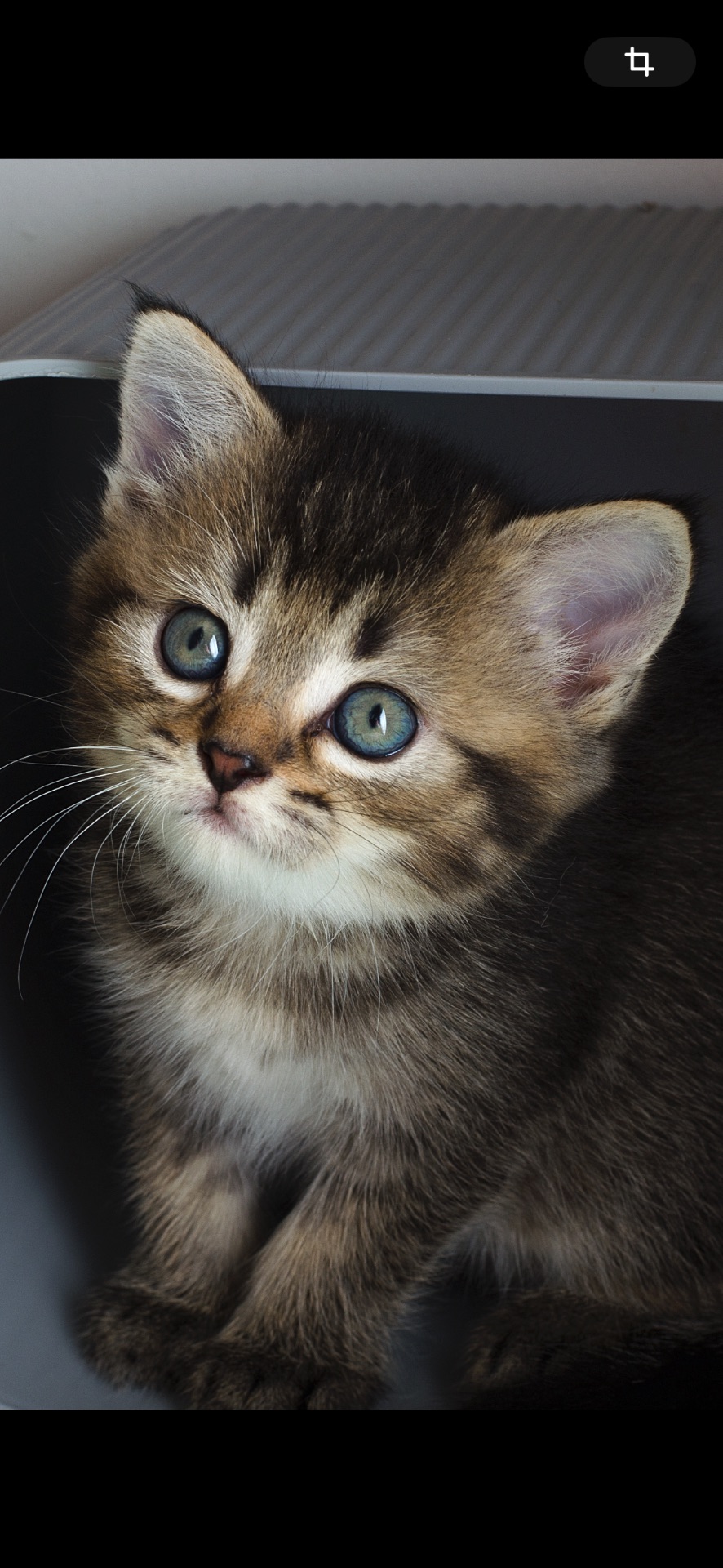 Шотландські кошеня, чорно золота шиншила, з щепленням, котенок, кошечка