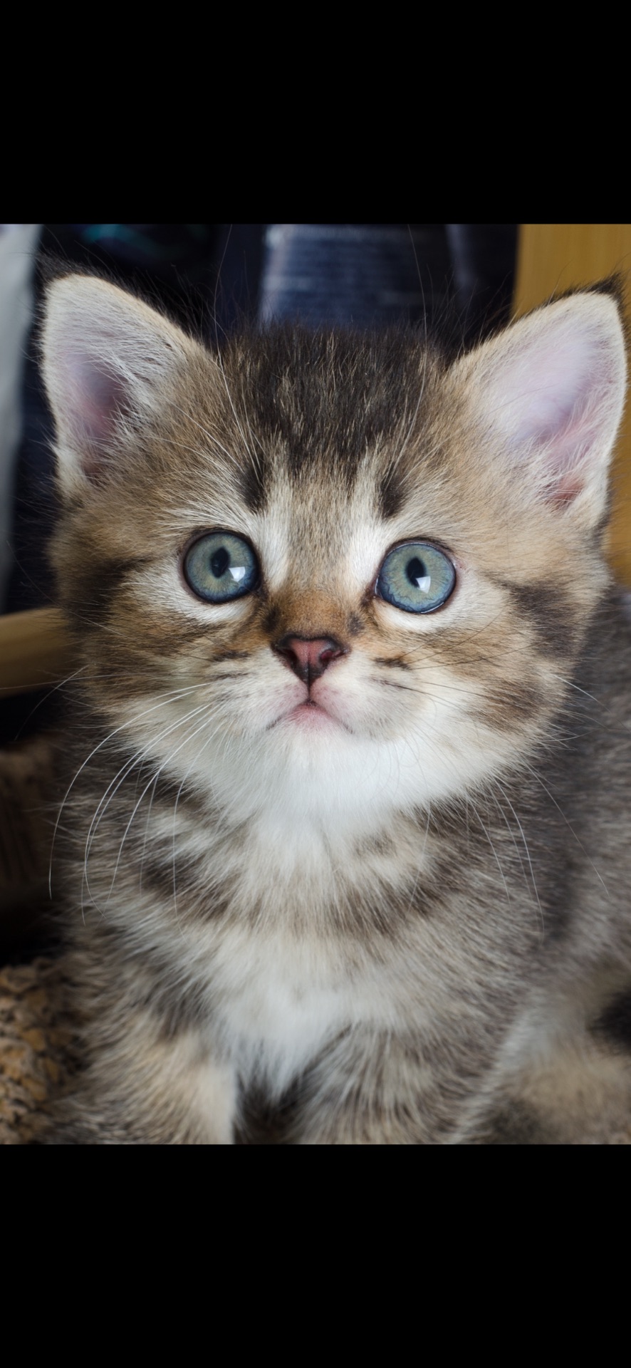 Шотландські кошеня, чорно золота шиншила, з щепленням, котенок, кошечка