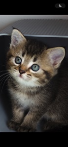 Шотландські кошеня, чорно золота шиншила, з щепленням, котенок, кошечка