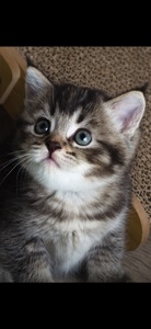 Шотландські кошеня, чорно золота шиншила, з щепленням, котенок, кошечка