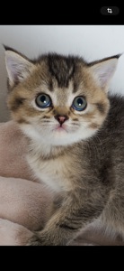 Шотландські кошеня, чорно золота шиншила, з щепленням, котенок, кошечка