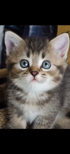 Шотландські кошеня, чорно золота шиншила, з щепленням, котенок, кошечка