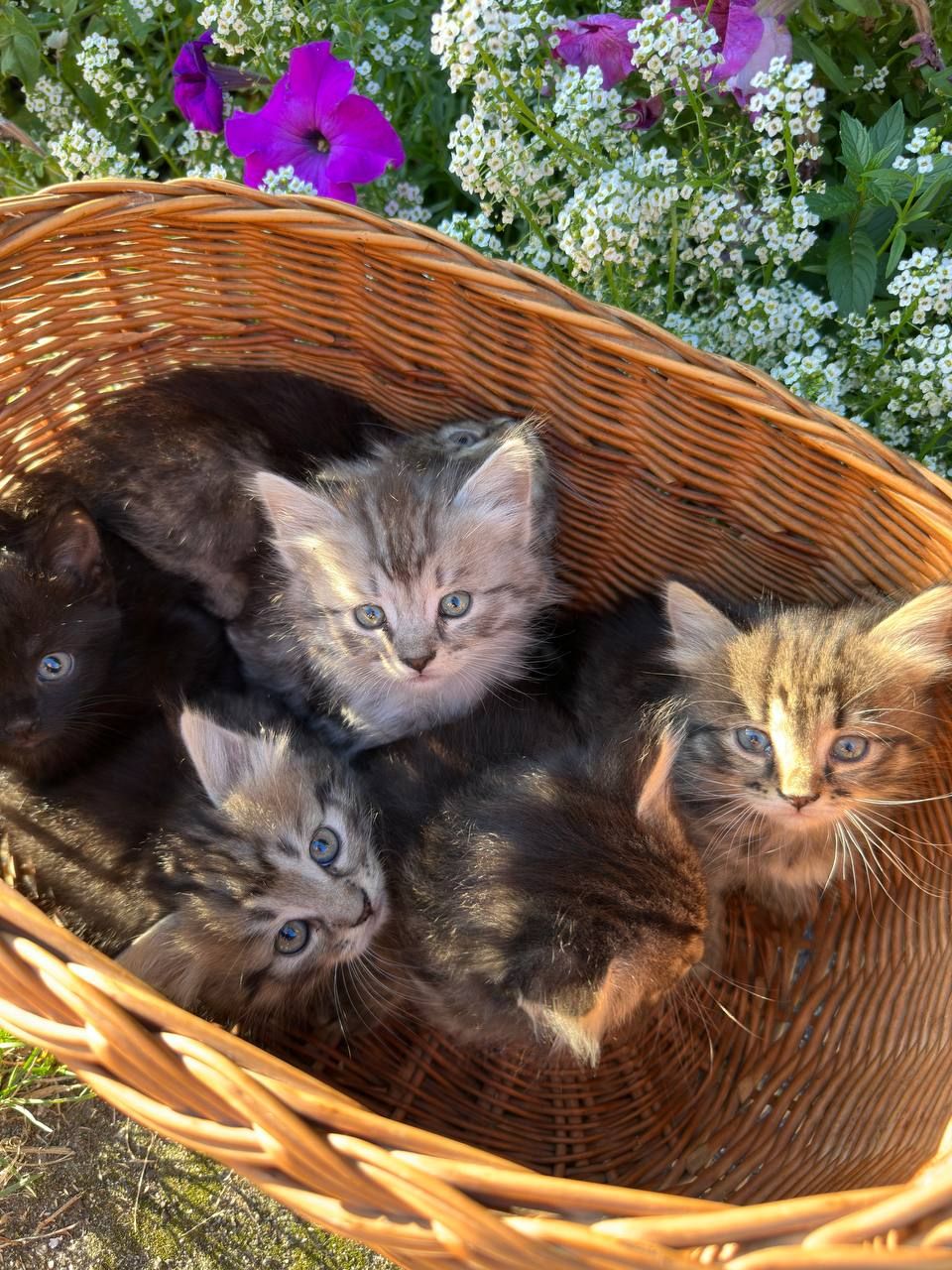 Кошеня хлопчик