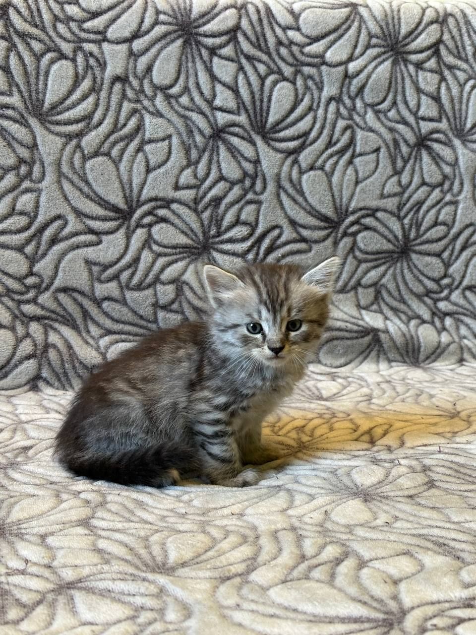 Кошеня хлопчик