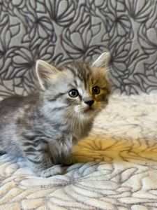 Кошеня хлопчик