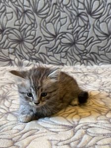 Кошеня хлопчик