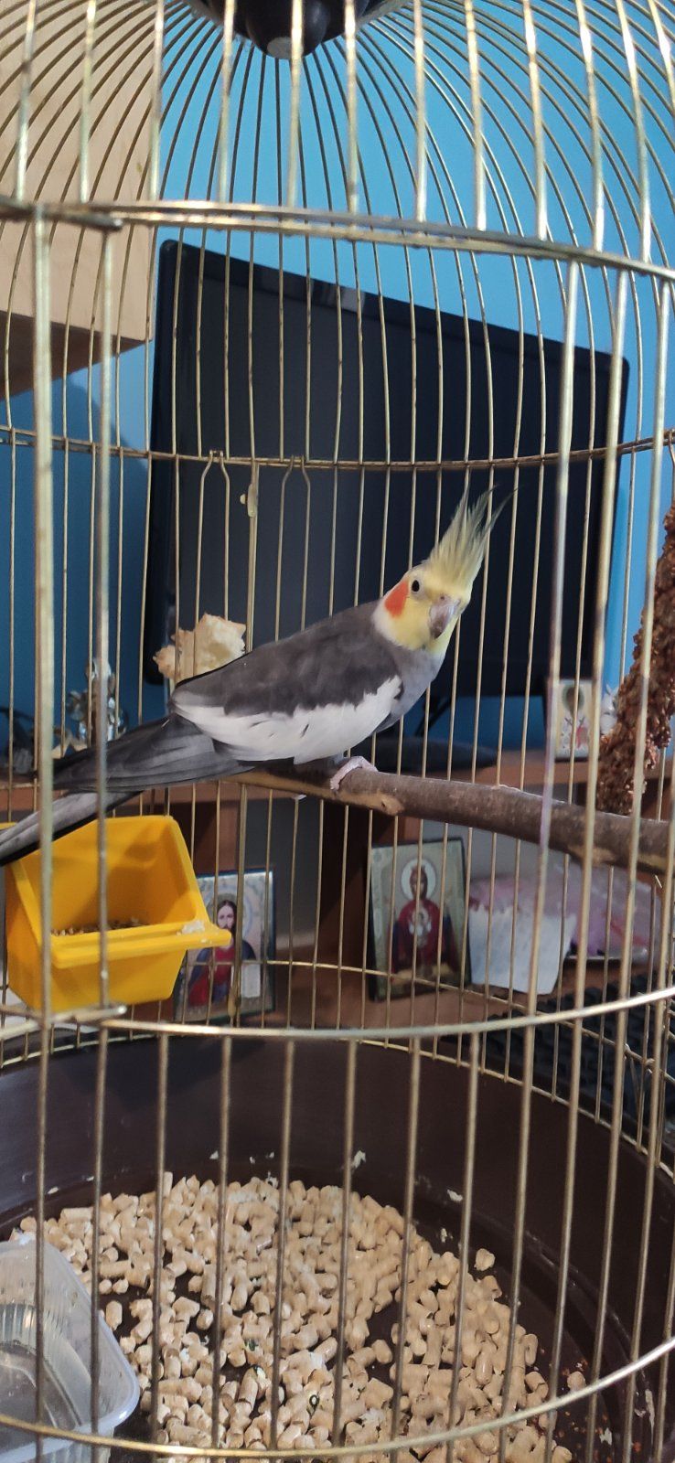 Продам кореллу!