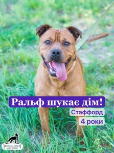 Стаффорд Ральф шукає дім