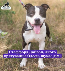 Стаффорд Дайсон шукає дім