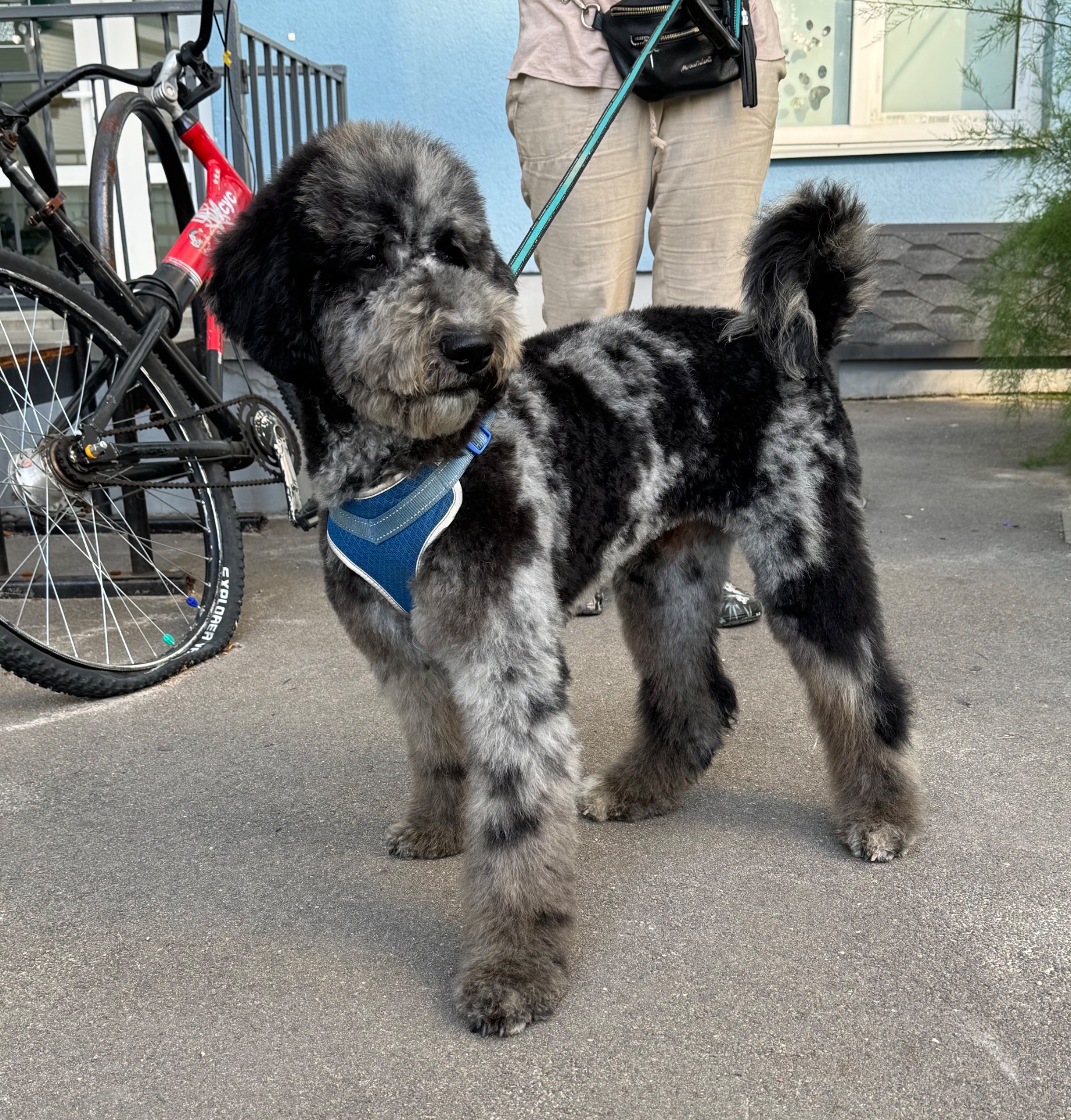 Великий пудель, королівська дівчинка Вєра