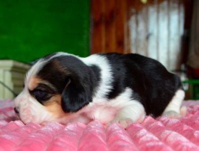 Біглі від батьків чемпіонів. Документи київського клубу, чіповані