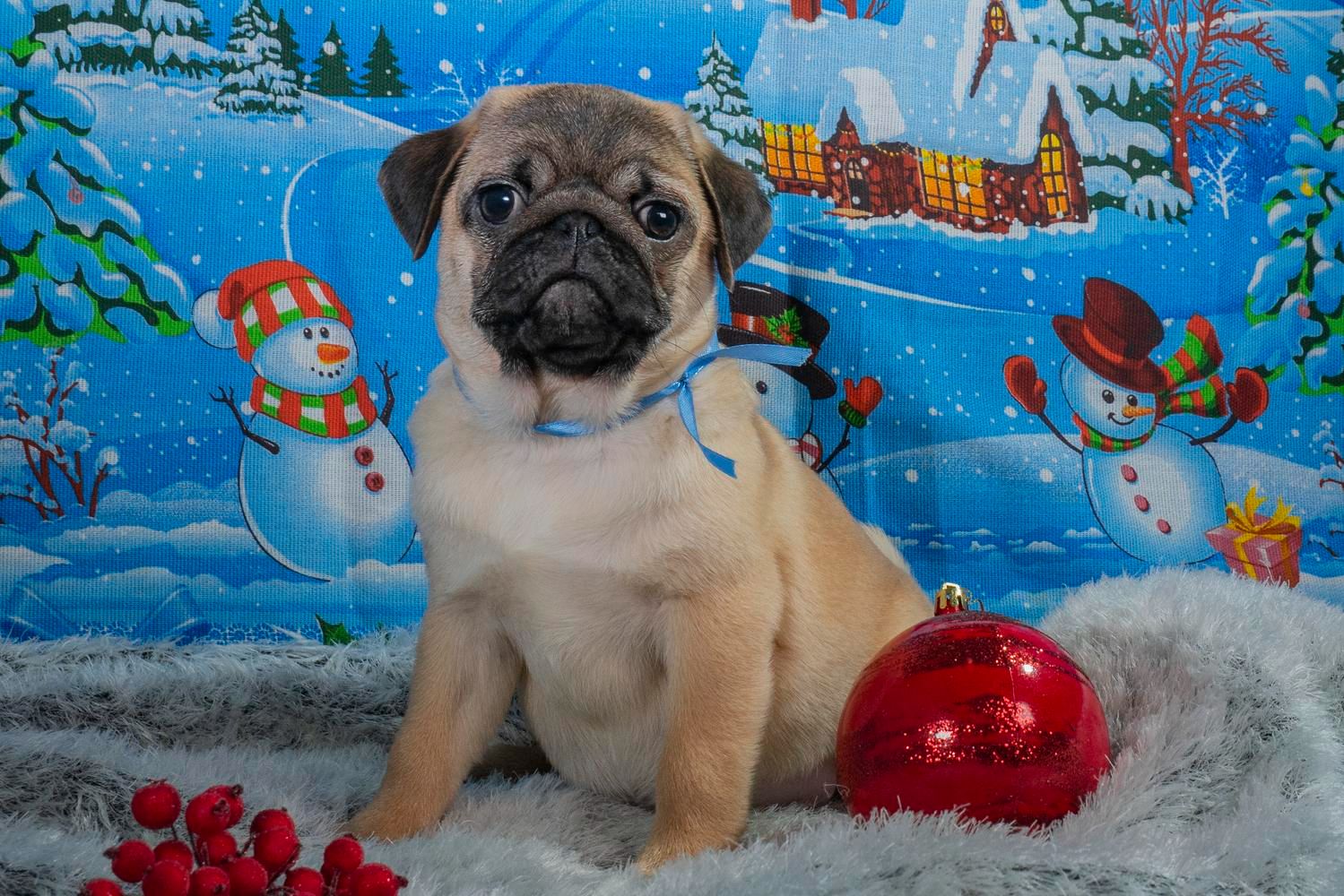 Цуценята Мопса: 2 абрикосових хлопчика. Ціни різні