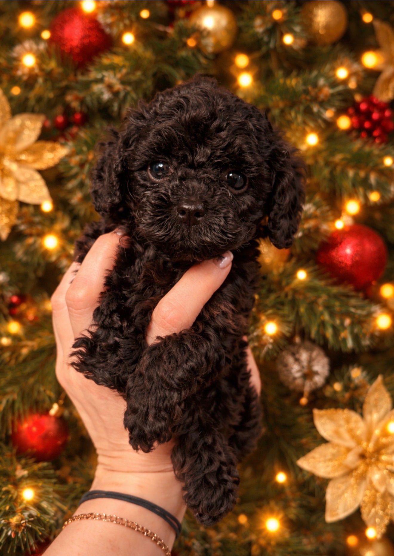 Цуценята той пудель