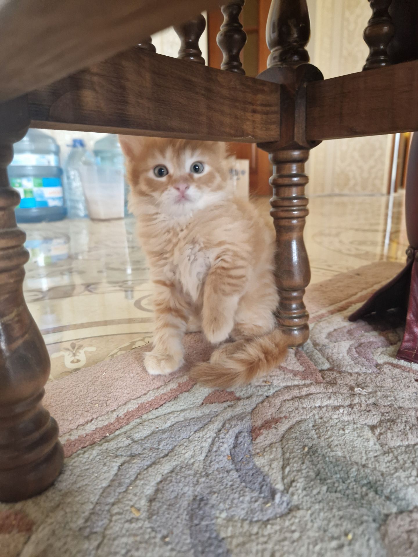 СонячноЗолотаве Кошеня