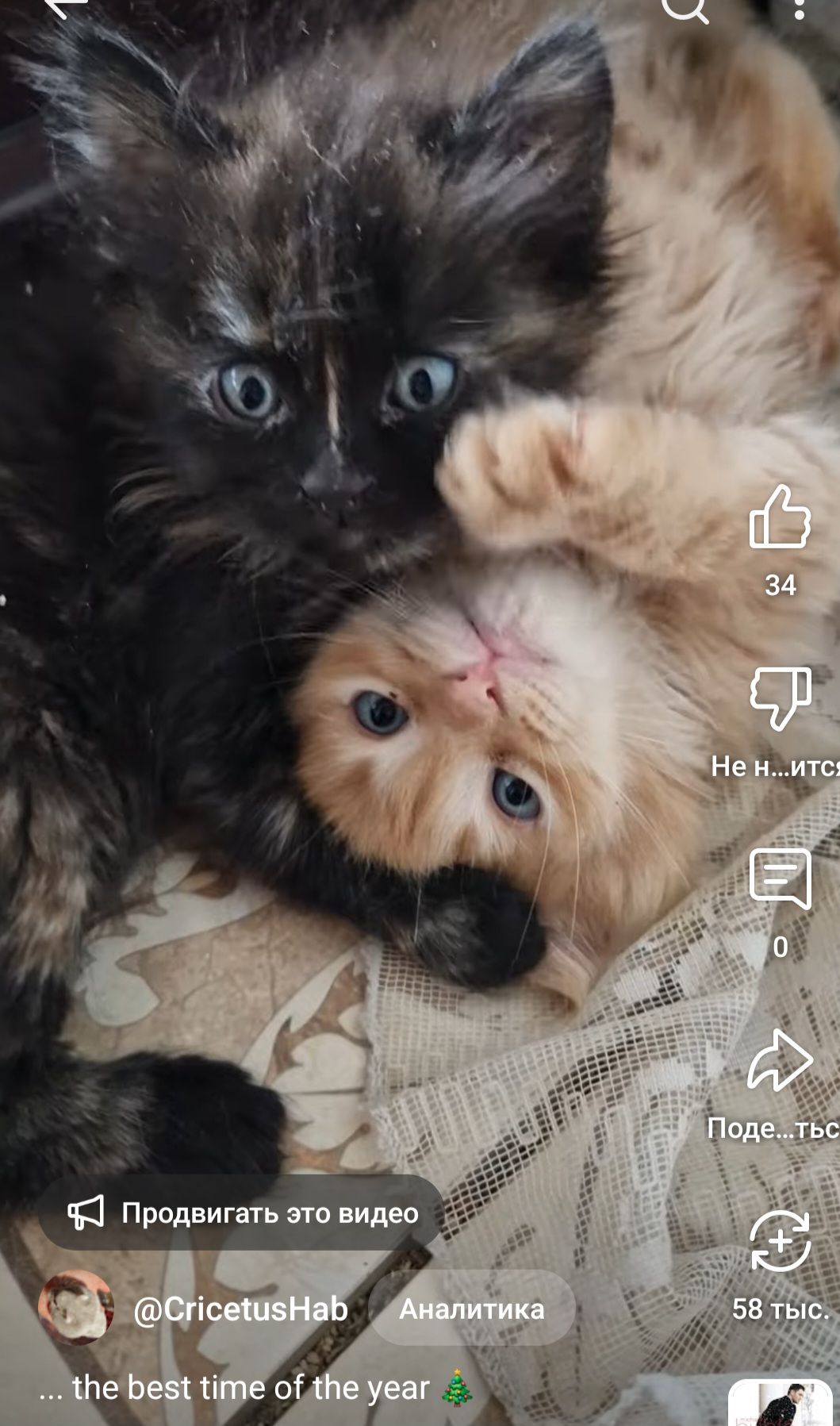 СонячноЗолотаве Кошеня