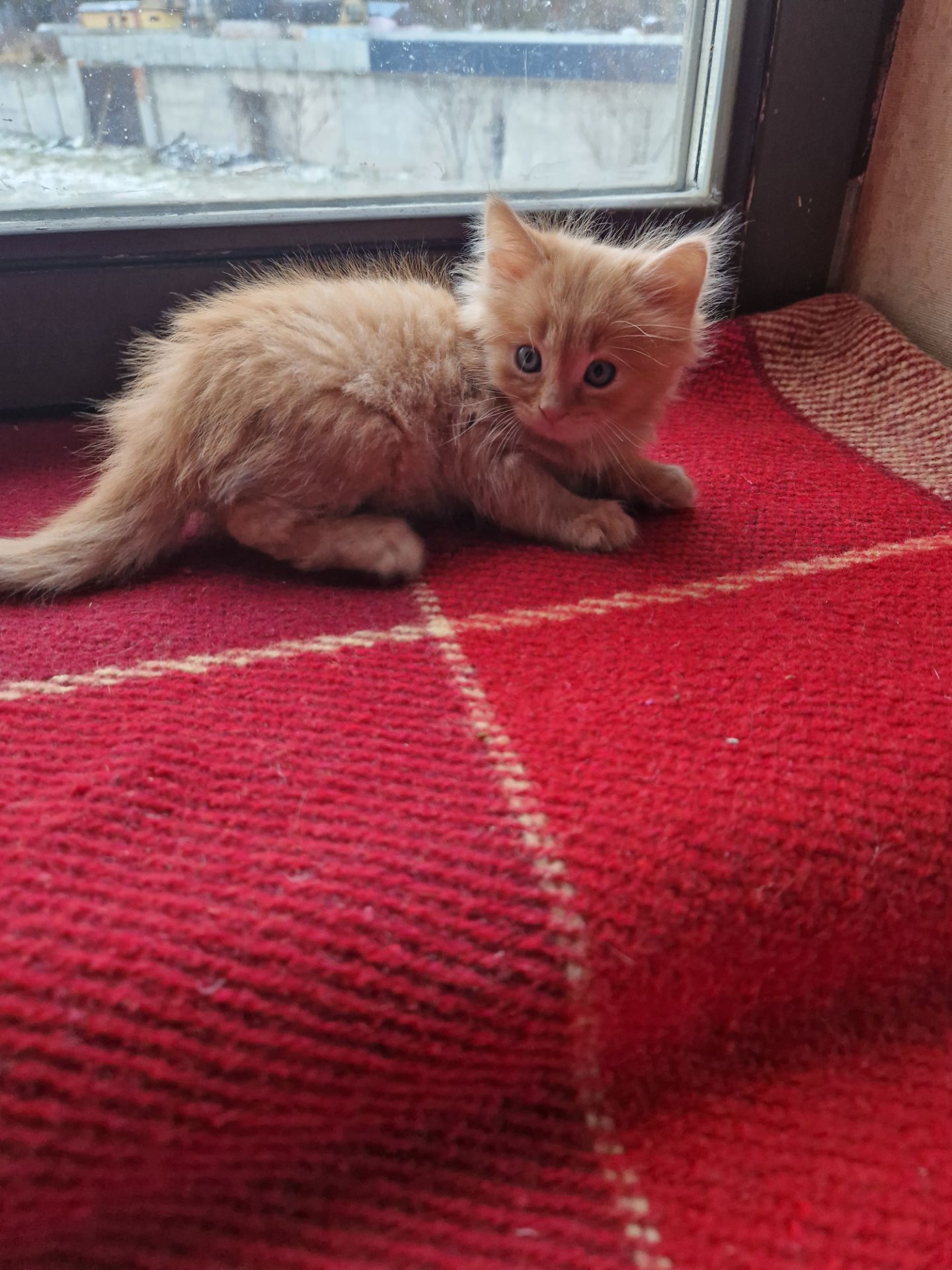 СонячноЗолотаве Кошеня