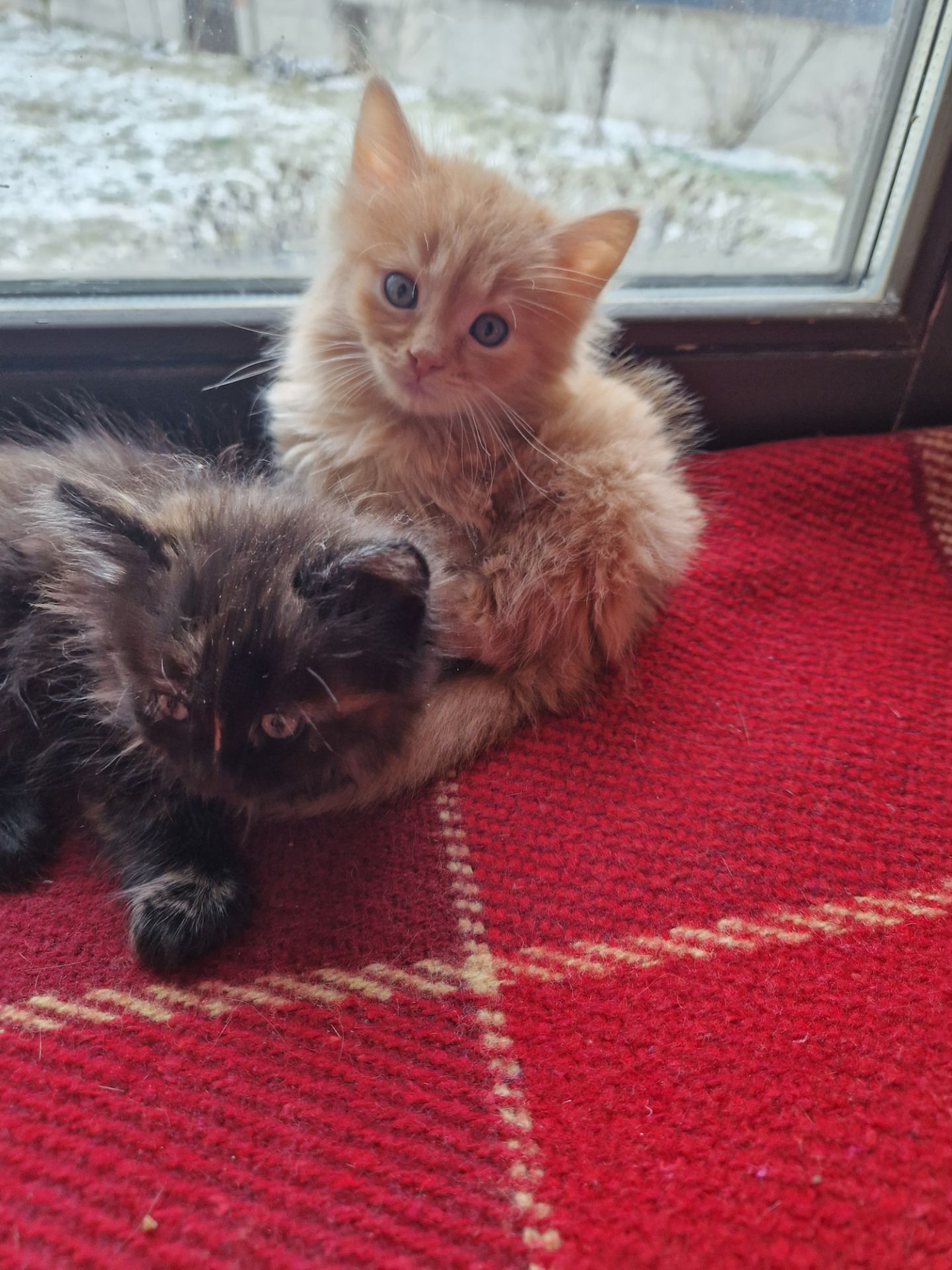 СонячноЗолотаве Кошеня